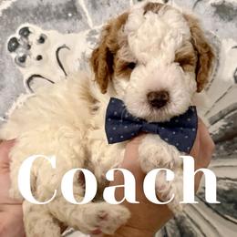 Coach - Parti male Goldendoodle puppy in Chattanooga, Tennessee from Scenic City Doodles