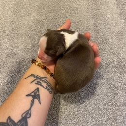 Miniature Australian Shepherd Puppies from Quarle Ranch Mini Aussies