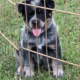 Australian Cattle Dog Puppies from Star Ranch Australian Cattle Dogs