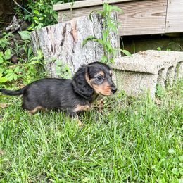 Dachshund Puppies from Lil Weens