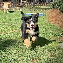 Bernese Mountain Dog Puppies from Cole Shanholtz's Bernese Mountain Dogs