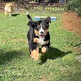 Bernese Mountain Dog Puppies from Cole Shanholtz's Bernese Mountain Dogs