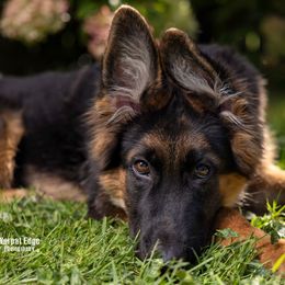 German Shepherd Puppies from Salty Raccoon Ranch German Shepherds