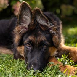 German Shepherd Puppies from Salty Raccoon Ranch German Shepherds