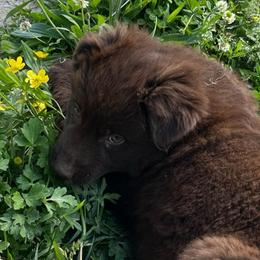 Brownie - Red & white male Australian Shepherd puppy in Whitwell, Tennessee from Owl Hollow Farm