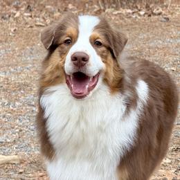 Australian Shepherd Puppies from Sacré-Cœur Australian shepherds