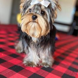 Yorkshire Terriers from Babydoll Yorkies of Texas