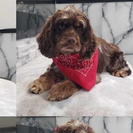Jewel the Gem - Cockapoo