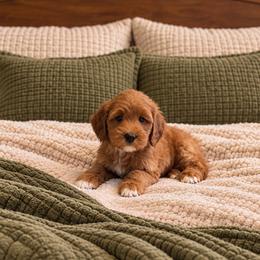 Alexandria - Red  female Goldendoodle puppy in Floyd, Virginia from Hearts and Paws Poodles and Doodles
