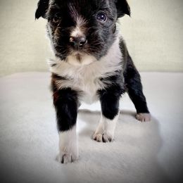 Miniature Australian Shepherd and Toy Australian Shepherd Puppies from Pawesome Lil Aussies