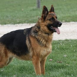 Ruby - German Shepherd
