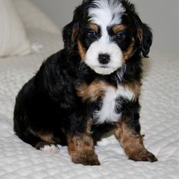 Ollie - Tri-color male Bernedoodle puppy in Apple Creek, Ohio from Cuddle Paws