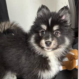 Honey - Black and white female Pomsky puppy in Cadillac, Michigan from JHS Pomskies