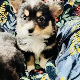 Pembroke Welsh Corgi Puppies from Nunas Corgis