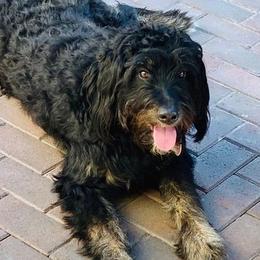 Jewels - Bernedoodle