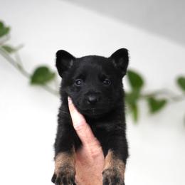 Kova - Bi-color female German Shepherd puppy in Coarsegold, California from Yosemite Shepherds