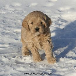 Cockapoo Puppies from Cute Cockapoos