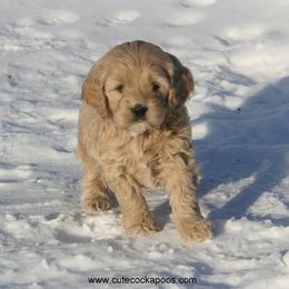 Cockapoo Puppies from Cute Cockapoos