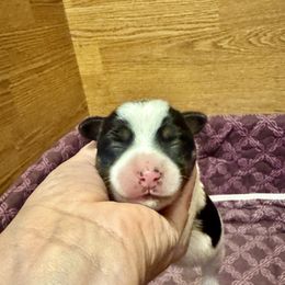 Wings - Tri-color male Russell Terrier puppy in Viper, Kentucky from Mountain Top