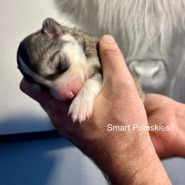 Payette - Black and white female Pomsky puppy in Rathdrum, Idaho from Smart Pomskies and Frenchies