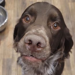 Titus - English Springer Spaniel