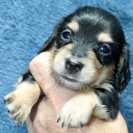 Angus (Red Band) - Black and cream male Dachshund puppy in Raleigh, North Carolina from McLovin Doxies