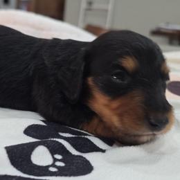 Black and tan (white on chest) - Black and tan male Dachshund puppy in West Plains, Missouri from Spring Creek Dachshunds