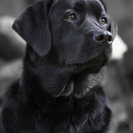 Labrador Retrievers from Sacandaga Labrador Retrievers