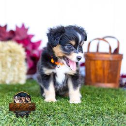 Georgia - Black tri female Toy Australian Shepherd puppy in Granbury, Texas from Best Little Aussies