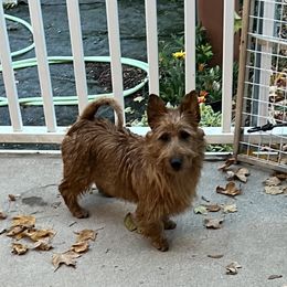 Australian Terrier Puppies from Kevin Kitchen