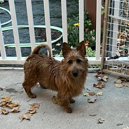 Australian Terrier Puppies from Kevin Kitchen