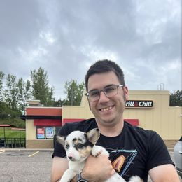 Blue- Tri Blue Merle Male - Blue merle and white male American Corgi puppy in Chippewa Falls, Wisconsin from Dazie Lou’s Corgis
