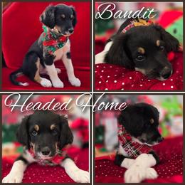 Elvis - Black male Double Doodle puppy in Prescott Valley, Arizona from Ramirez Family Doodles