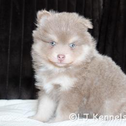 Nocturne - Lavender male Pomsky puppy in Centerville, Iowa from LJ Kennels Pomskies, LLC