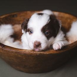 Rosie - White and red female Border Collie puppy in Fresno, California from Alpine Tails