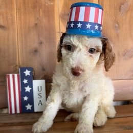 Maisey - Red female Labradoodle puppy in English, Indiana from Doodle Darlings