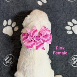 Pink Female - White female Miniature Schnauzer puppy in Springdale, Arkansas from Rc Kennels