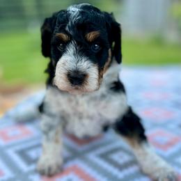 Aria - Black tri-color female Aussiedoodle puppy in Liberty, Texas from Poodles and Doodles Most Excellent Adventures