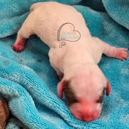 Chocolate piebald girl 3300 - Piebald female Dachshund puppy in Herald, California from Bluegum Dachshunds