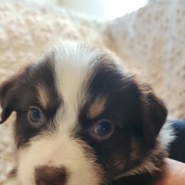 Rose - Red Australian Shepherd puppy in Walhalla, South Carolina from Hickory Woods Aussies