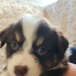 Rose - Red Australian Shepherd puppy in Walhalla, South Carolina from Hickory Woods Aussies