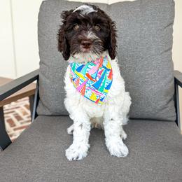 Giorgio (Orange Collar) - Chocolate male Goldendoodle puppy in Bell Buckle, Tennessee from Precious Puptown Doodles