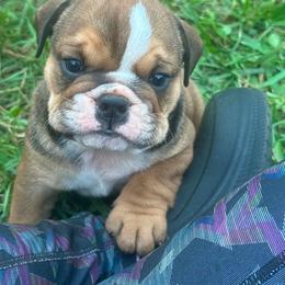 Beau - Red and white male Bulldog puppy in Ranson, West Virginia from EMR’s Bulldogs