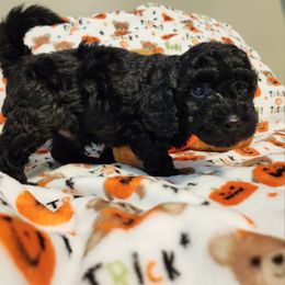 Maltipoo Puppies from Awwws-n-Pawws