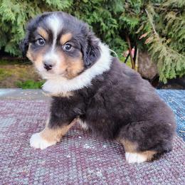 Jameson - Black tri male Miniature American Shepherd puppy in Goldendale, Washington from Amulet Charm