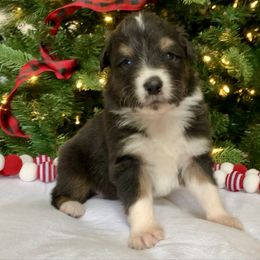 Boy 1 - Black tri-color male Australian Shepherd puppy in Quebeck, Tennessee from KC Aussies TN