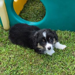 Oak - Black and tan male Pembroke Welsh Corgi puppy in Rensselaer, Indiana from Sharand MAS and Pembroke Welsh Corgis