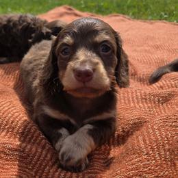Maui - Chocolate and cream male Dachshund puppy in Yacolt, Washington from Cassiopeia Doxies