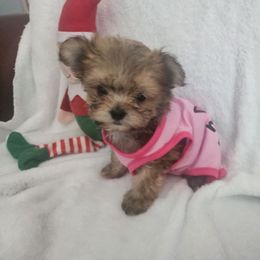 Ginger - Black & tan tri-color female Morkie puppy in The Villages, Florida from My Precious Pups
