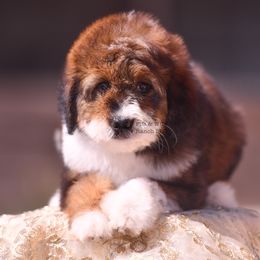 Girl 1 - female Bernedoodle puppy in Macomb, Oklahoma from Fife and Wife Ranch LLC